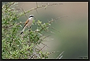 Grauwe Klauwier, Red-backed Shrike, Lanius collurio Location: Molivos, Greece (Lesbos) grauwe klauwier 7D 9043 kopie